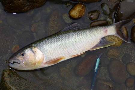 馬口魚(yú)